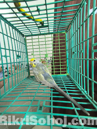 Budgi